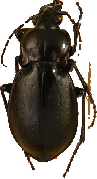 beetle_1151.png