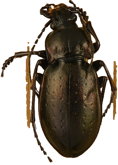 beetle_1152.png