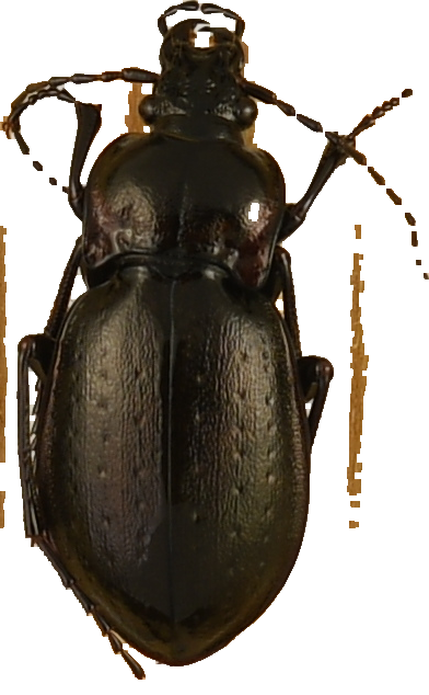 beetle_1158.png