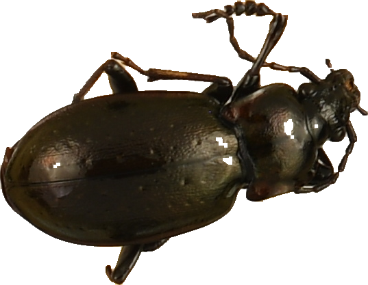 beetle_1368.png