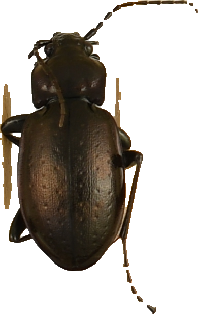 beetle_1375.png