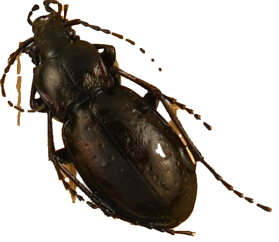 beetle_1376.png