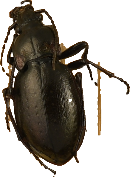 beetle_1378.png