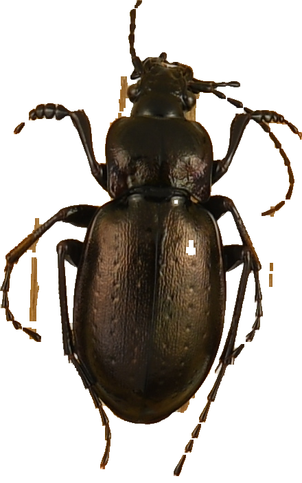 beetle_1391.png