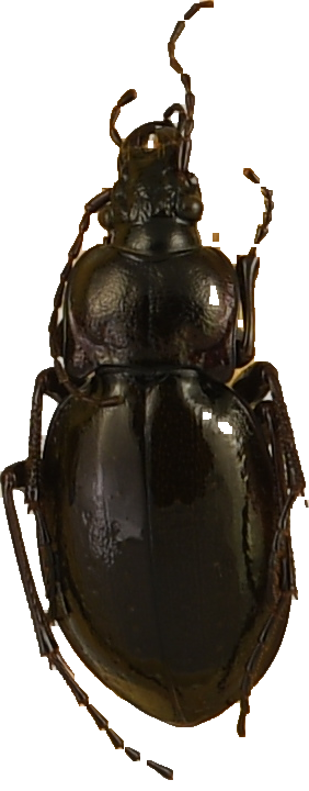 beetle_426.png