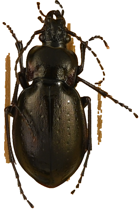 beetle_766.png