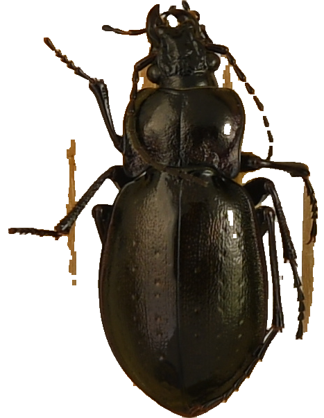 beetle_767.png