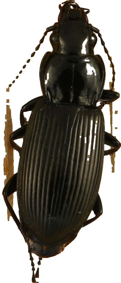 beetle_444.png