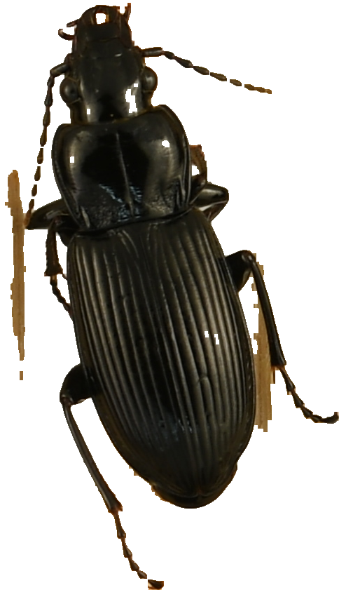 beetle_698.png