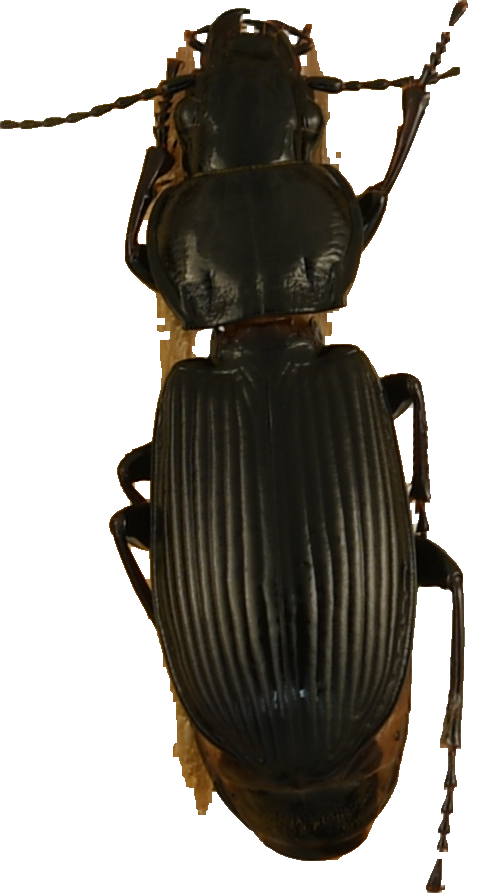 beetle_699.png