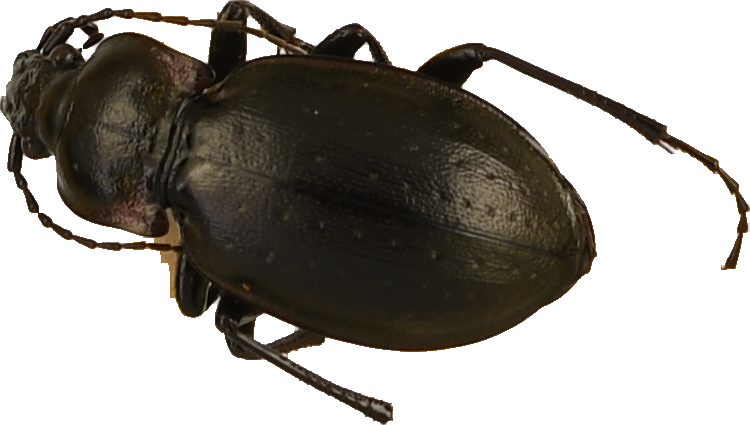 beetle_150.png