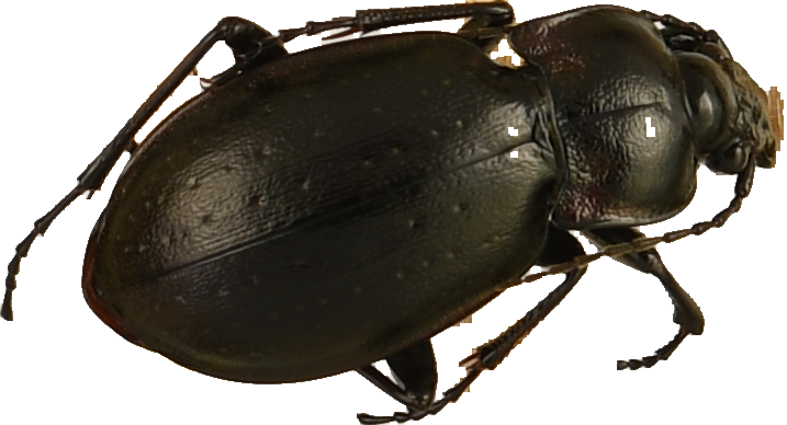 beetle_269.png