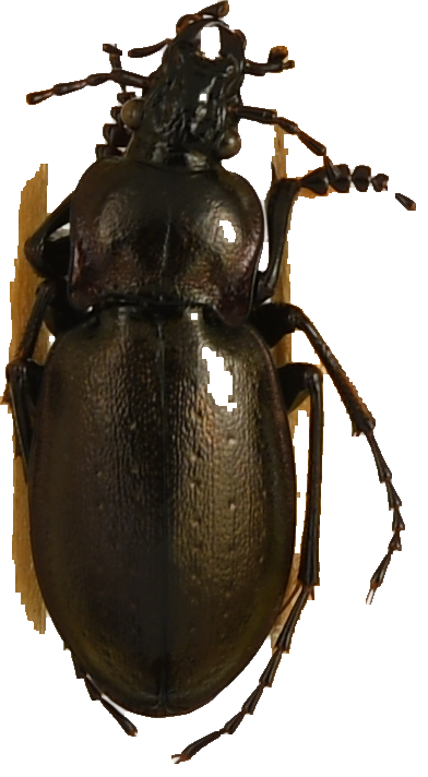 beetle_322.png