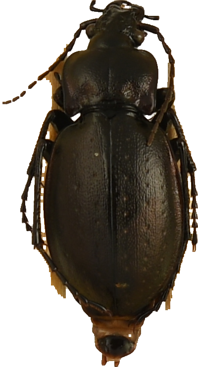 beetle_466.png