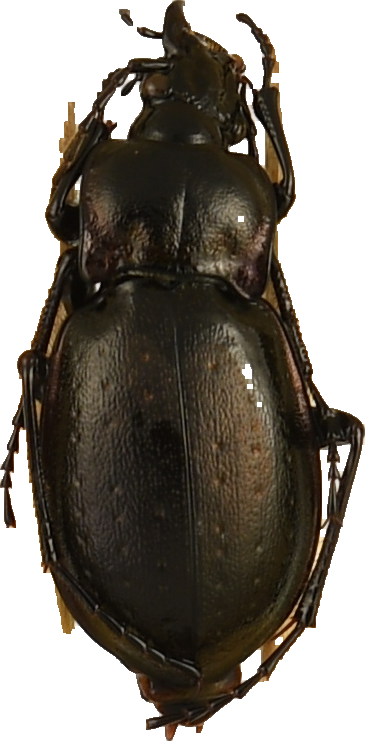 beetle_470.png