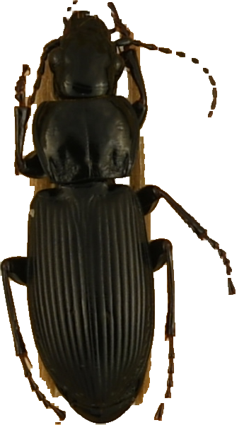 beetle_566.png