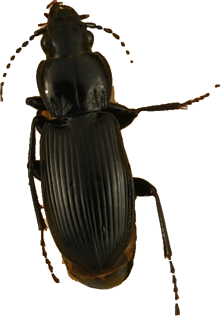 beetle_570.png