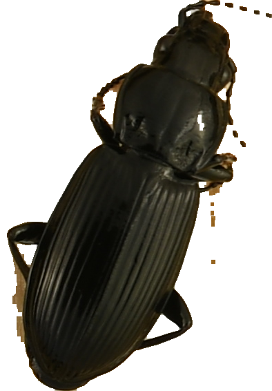 beetle_594.png