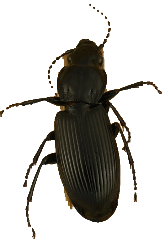 beetle_902.png