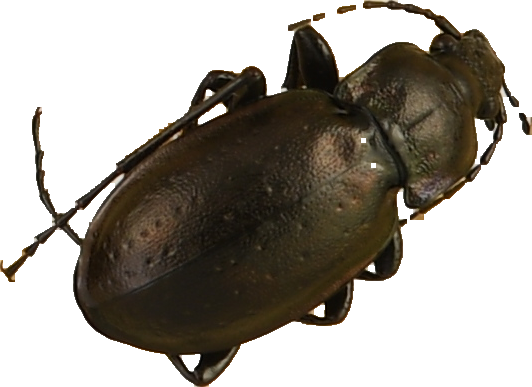 beetle_164.png