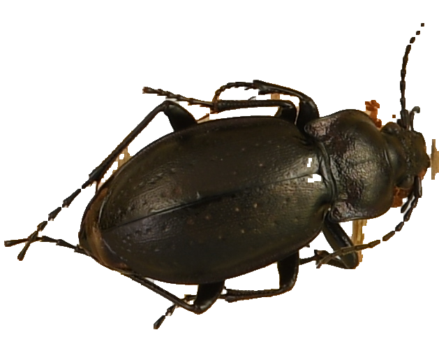 beetle_169.png