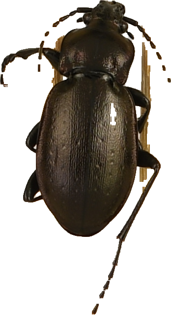 beetle_175.png