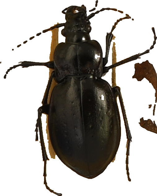 beetle_185.png