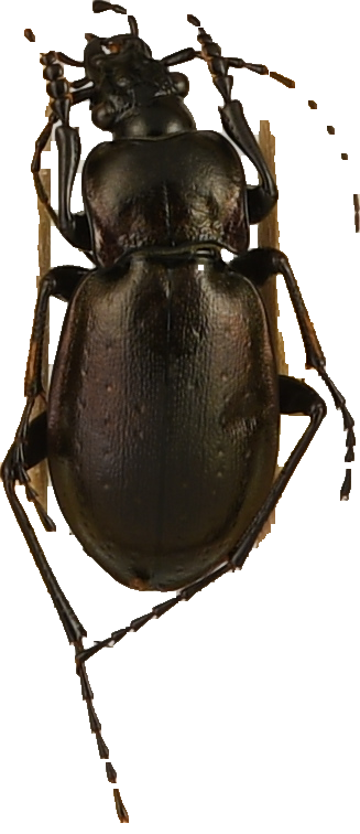 beetle_196.png