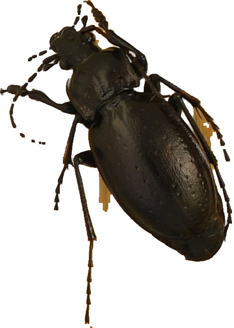 beetle_310.png