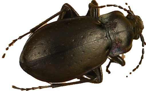 beetle_461.png