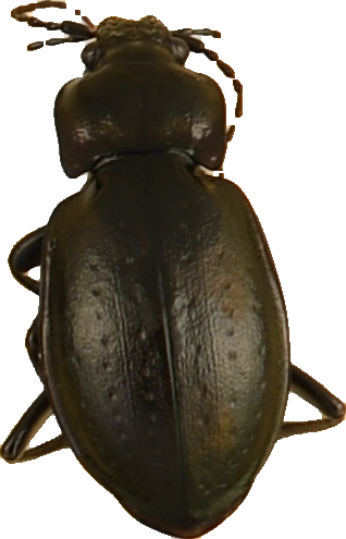 beetle_538.png