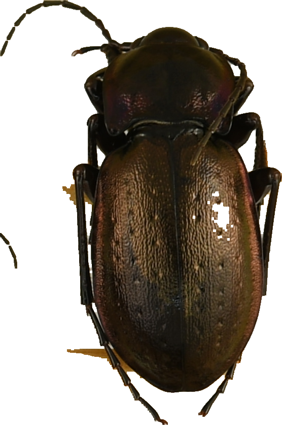 beetle_1204.png