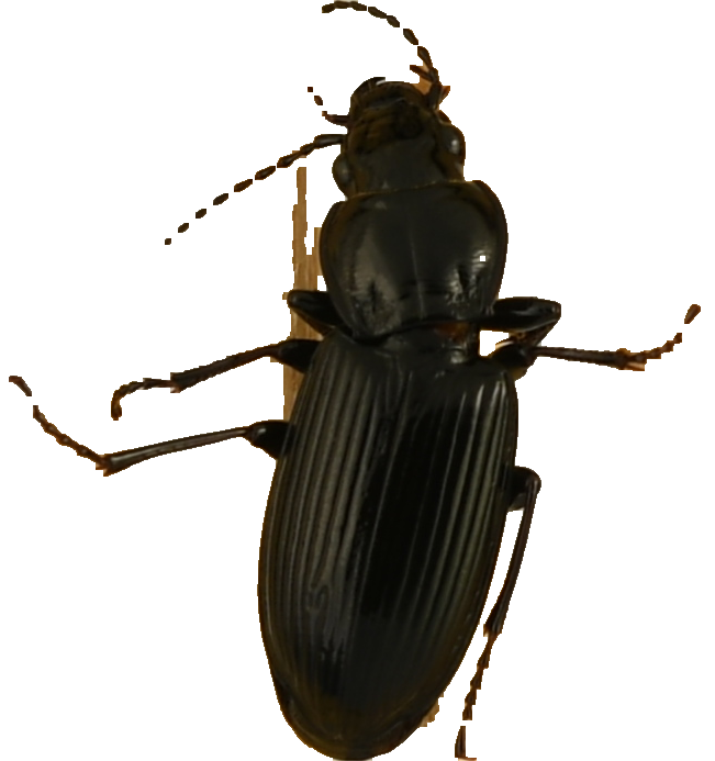 beetle_430.png