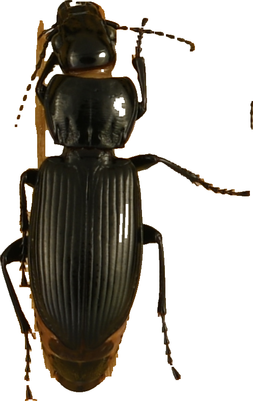 beetle_435.png