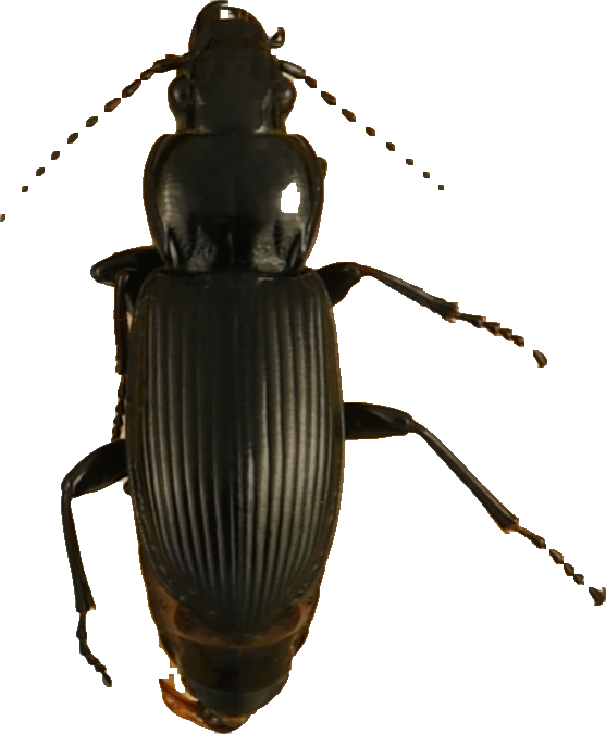 beetle_858.png