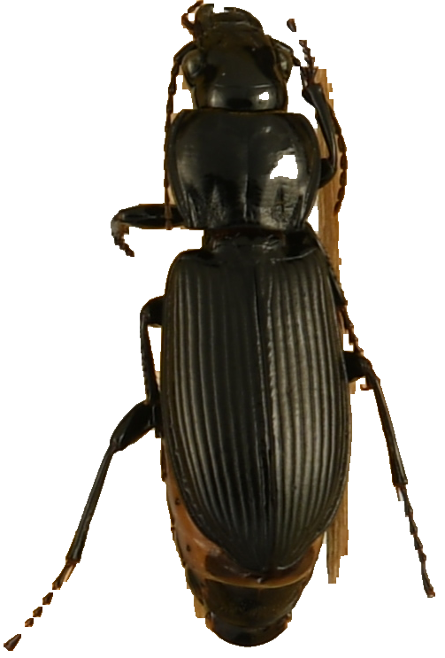 beetle_861.png