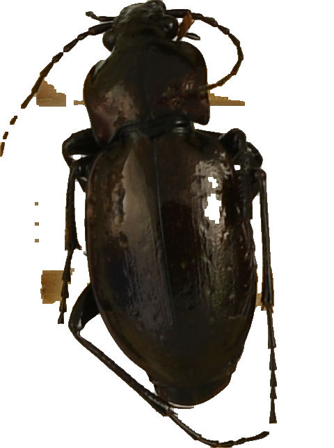 beetle_440.png