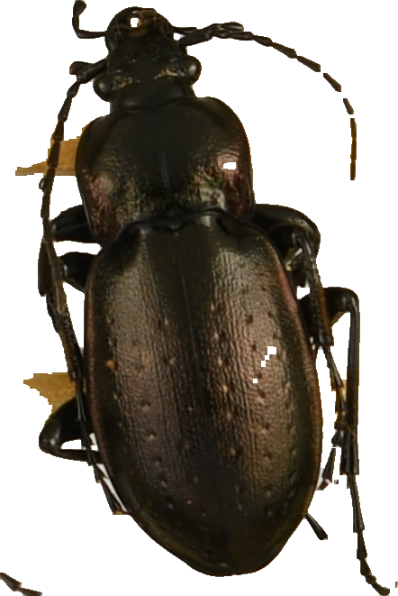 beetle_726.png