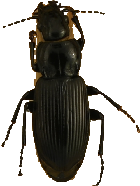 beetle_252.png