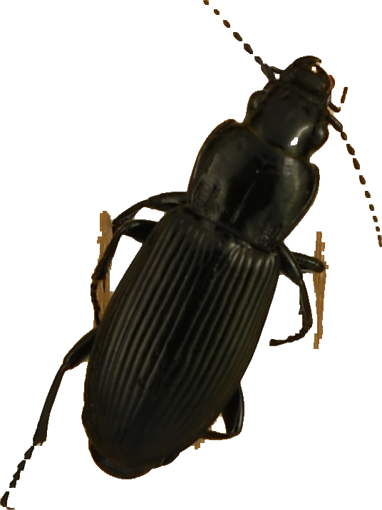 beetle_253.png