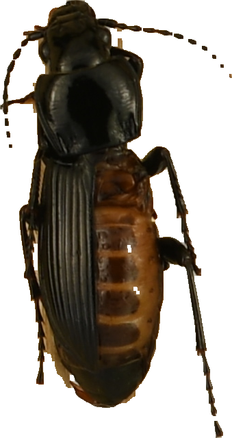 beetle_261.png