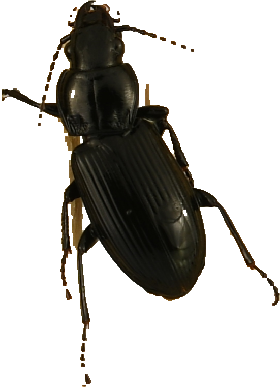 beetle_545.png