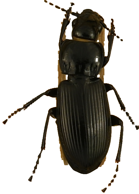 beetle_874.png