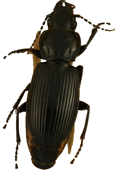 beetle_878.png