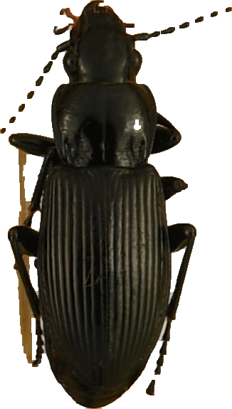 beetle_884.png