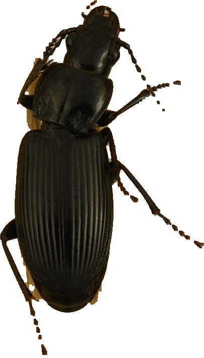 beetle_892.png