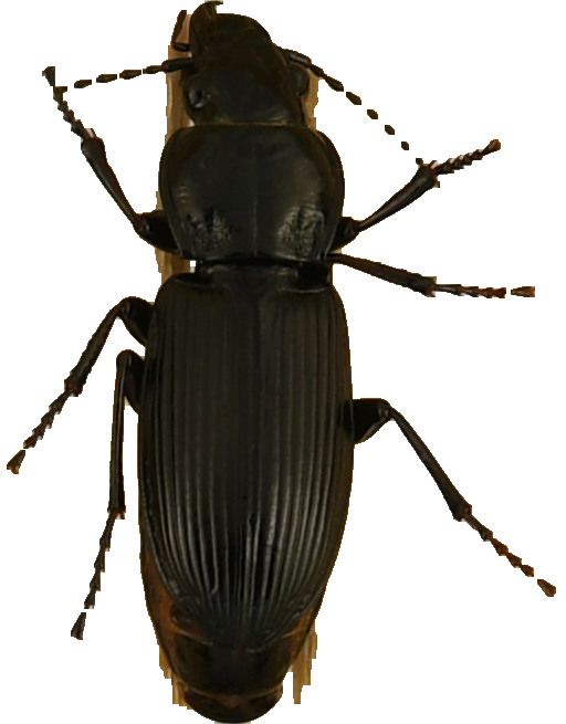 beetle_971.png