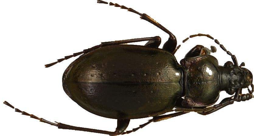 beetle_448.png