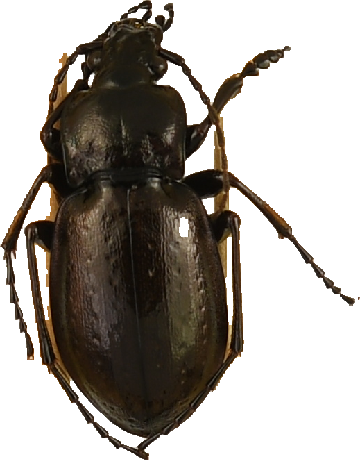 beetle_566.png