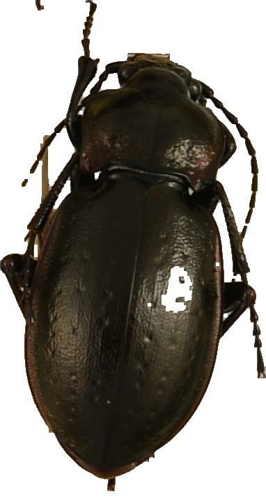 beetle_690.png